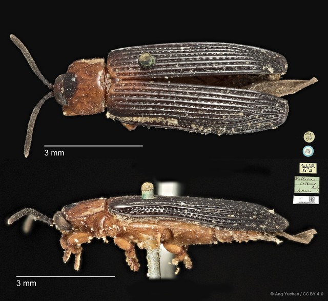 Wallacea collaris•&copy; Ang Yuchen•CC BY 4.0