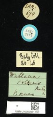 Wallacea collaris•All Rights ReservedMuseum Label