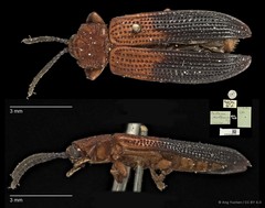 Wallacea distinguenda•&copy; Ang Yuchen•CC BY 4.0