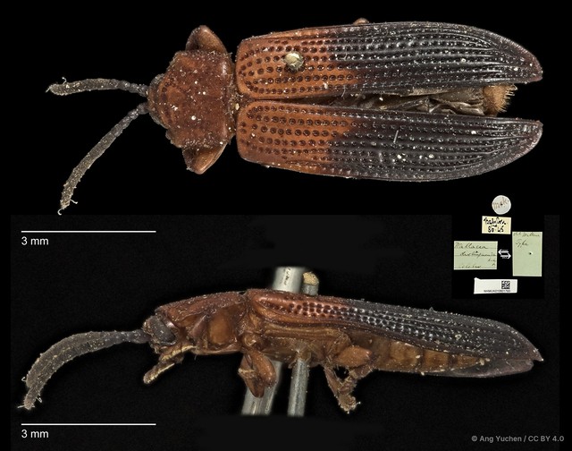 Wallacea distinguenda•&copy; Ang Yuchen•CC BY 4.0