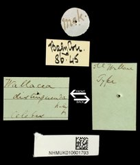 Wallacea distinguenda•All Rights ReservedMuseum Label