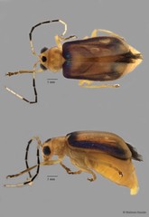 Yulenia discoidalis•&copy; Maimon Hussin•All Rights Reserved