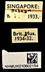 Abroscelis longipes•All Rights ReservedMuseum Label