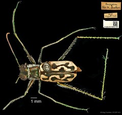 Abroscelis longipes•&copy; Ang Yuchen•CC BY 4.0