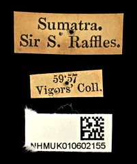 Abroscelis longipes•All Rights ReservedMuseum Label