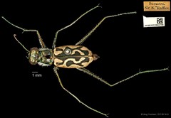 Abroscelis longipes•&copy; Ang Yuchen•CC BY 4.0