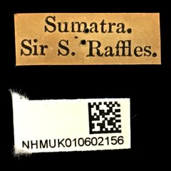 Abroscelis longipes•All Rights ReservedMuseum Label