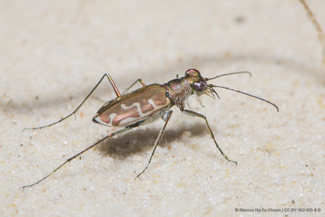 Calomera angulata•&copy; Marcus Ng Fu Chuan•CC BY-NC-ND 4.0