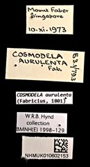 Cosmodela aurulenta•All Rights ReservedMuseum Label