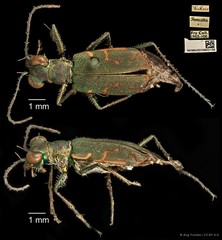Cylindera (Eugrapha) minuta•&copy; Ang Yuchen•CC BY 4.0