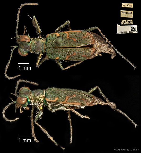 Cylindera (Eugrapha) minuta•&copy; Ang Yuchen•CC BY 4.0