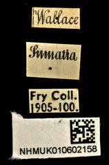 Cylindera (Eugrapha) minuta•All Rights ReservedMuseum Label