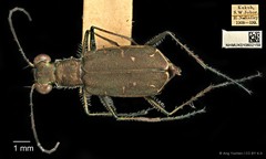 Cylindera (Eugrapha) minuta•&copy; Ang Yuchen•CC BY 4.0