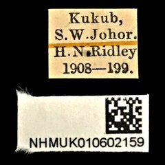 Cylindera (Eugrapha) minuta•All Rights ReservedMuseum Label