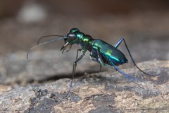 Cylindera (Verticina) versicolor•&copy; Marcus Ng Fu Chuan•CC BY-NC-ND 4.0