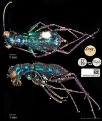 Cylindera (Verticina) versicolor•&copy; Ang Yuchen•CC BY 4.0