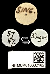 Cylindera (Verticina) versicolor•All Rights ReservedMuseum Label