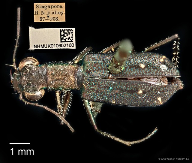 Cylindera (Ifasina) viduata•&copy; Ang Yuchen•CC BY 4.0