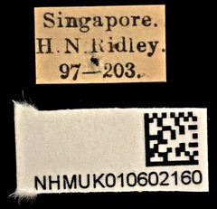 Cylindera (Ifasina) viduata•All Rights ReservedMuseum Label
