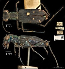 Cylindera (Ifasina) viduata•&copy; Ang Yuchen•CC BY 4.0