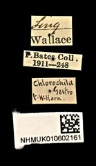 Cylindera (Ifasina) viduata•All Rights ReservedMuseum Label