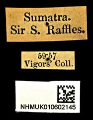 Heptodonta analis•All Rights ReservedMuseum Label