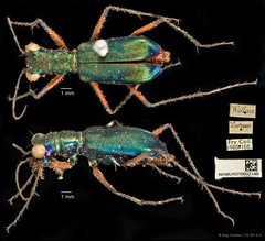 Heptodonta analis•&copy; Ang Yuchen•CC BY 4.0