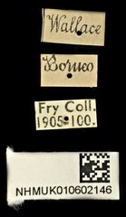 Heptodonta analis•All Rights ReservedMuseum Label
