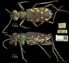 Myriochila specularis specularis•&copy; Ang Yuchen•CC BY 4.0