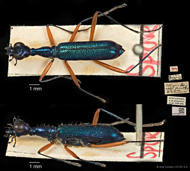 Neocollyris (Neocollyris) bonellii bonellii•&copy; Ang Yuchen•CC BY 4.0