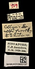 Neocollyris (Neocollyris) bonellii bonellii•All Rights ReservedMuseum Label