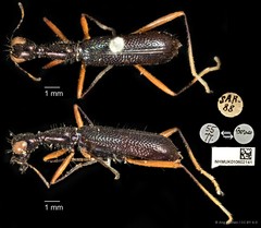 Neocollyris (Neocollyris) chloroptera•&copy; Ang Yuchen•CC BY 4.0