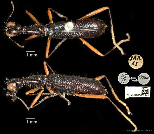 Neocollyris (Neocollyris) chloroptera•&copy; Ang Yuchen•CC BY 4.0