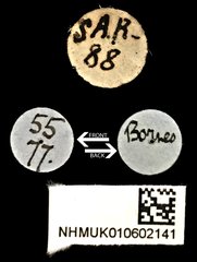 Neocollyris (Neocollyris) chloroptera•All Rights ReservedMuseum Label