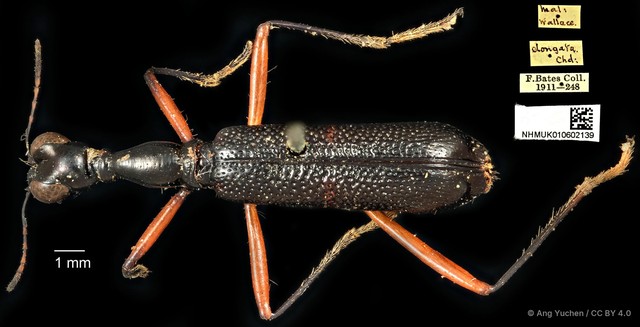Neocollyris elongata•&copy; Ang Yuchen•CC BY 4.0