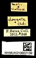 Neocollyris elongata•All Rights ReservedMuseum Label