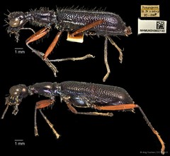 Neocollyris elongata•&copy; Ang Yuchen•CC BY 4.0