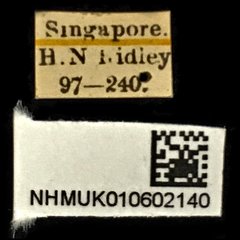Neocollyris elongata•All Rights ReservedMuseum Label
