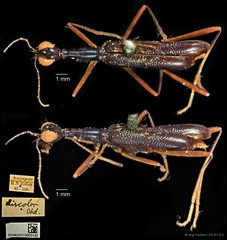 Neocollyris (Stenocollyris) leucodactyla•&copy; Ang Yuchen•CC BY 4.0