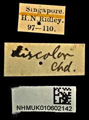 Neocollyris (Stenocollyris) leucodactyla•All Rights ReservedMuseum Label