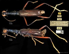 Neocollyris (Stenocollyris) leucodactyla•&copy; Ang Yuchen•CC BY 4.0