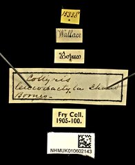 Neocollyris (Stenocollyris) leucodactyla•All Rights ReservedMuseum Label