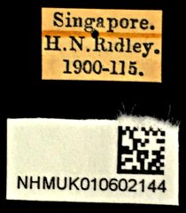 Neocollyris apicalis lundii•All Rights ReservedMuseum Label