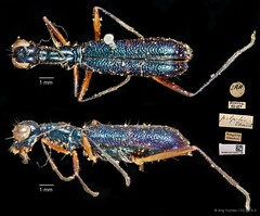Neocollyris bonellii palpalis•&copy; Ang Yuchen•CC BY 4.0