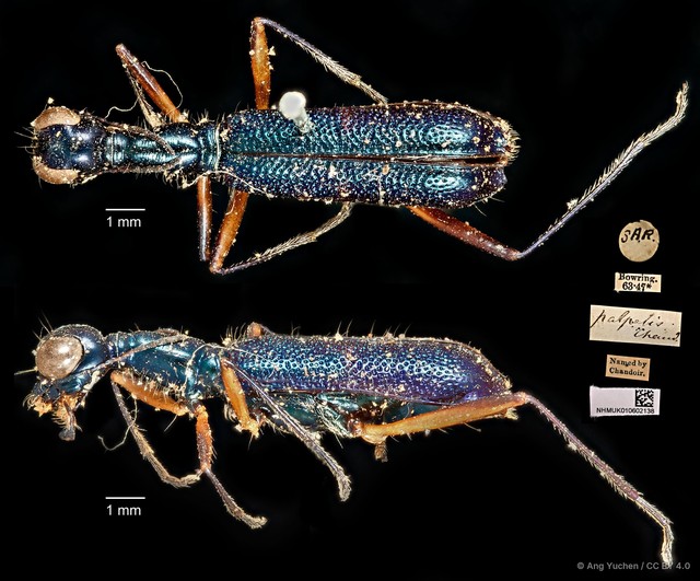 Neocollyris bonellii palpalis•&copy; Ang Yuchen•CC BY 4.0
