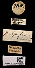 Neocollyris bonellii palpalis•All Rights ReservedMuseum Label
