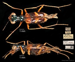 Therates batesii batesii•&copy; Ang Yuchen•CC BY 4.0