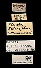 Therates batesii batesii•All Rights ReservedMuseum Label