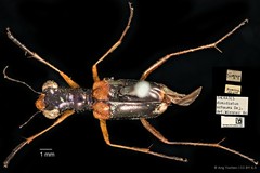 Therates dimidiatus•&copy; Ang Yuchen•CC BY 4.0