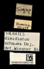 Therates dimidiatus•All Rights ReservedMuseum Label